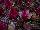 Beekenkamp: Celosia  'Purple' 