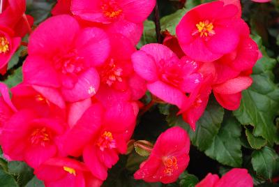 Begonia Evi 'Bright Pink'