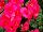 Beekenkamp: Begonia  'Bright Pink' 