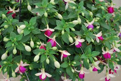 Fuchsia Bella 'Nora'