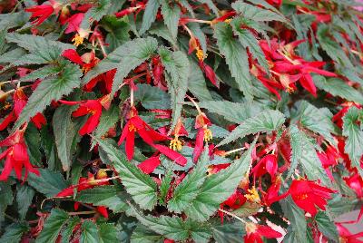 Begonia Beauvilia 'Red'