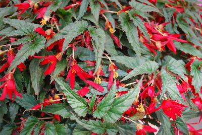 Beauvilia Begonia Red 