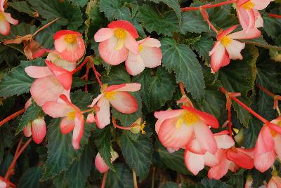 Begonia Waterfall® 'Angel Soft Orange'