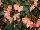 Beekenkamp: Begonia  'Angel Soft Orange' 
