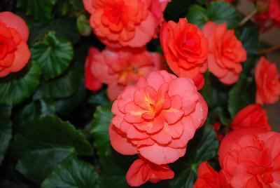 Begonia Solenia™ 'Orange'