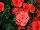 Beekenkamp: Begonia  'Orange' 