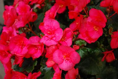 Begonia Evi 'Bright Pink'