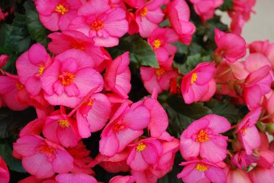Beekenkamp: Evi Begonia Pink 
