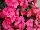 Beekenkamp: Begonia  'Pink' 