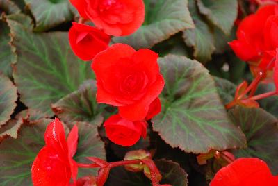 Begonia Solenia™ 'Red Orange'