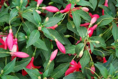 Fuchsia Bella 'Evita'