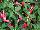 Beekenkamp: Fuchsia  'Evita' 