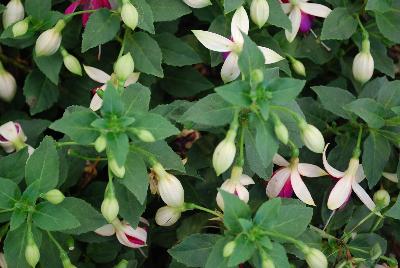 Fuchsia Bella 'Nora'