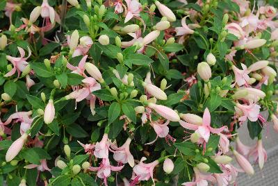 Fuchsia Bella 'Sophia'