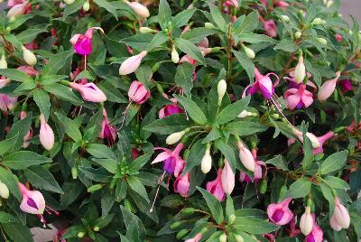 Fuchsia Bella 'Mariska'