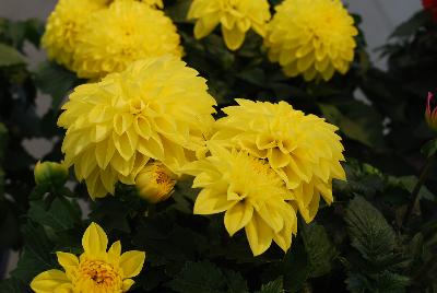 Dahlia Labella® Grande 'Yellow'