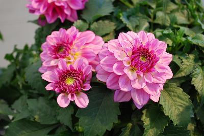 Labella® Grande Dahlia Rose 