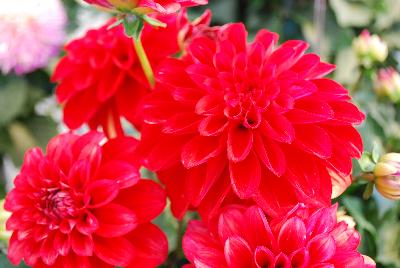 Labella® Grande Dahlia Red 