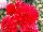 Beekenkamp: Dahlia  'Red' 