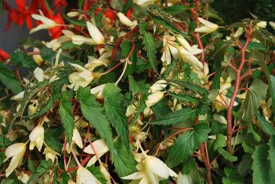 Bovilia Begonia Lemon 