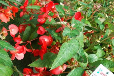 Begonia Waterfall 'Victoria Falls Red'