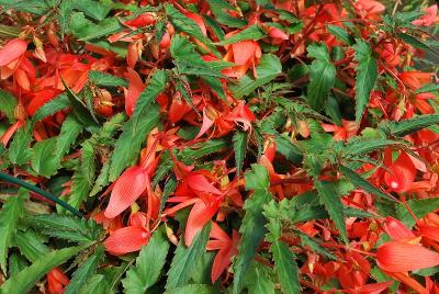 Begonia Bovilia 'Salmon'