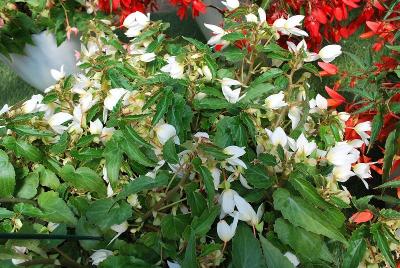 Bovilia Begonia White 