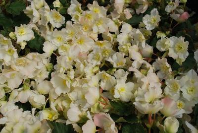 Beekenkamp: Glory Begonia White 