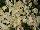 Beekenkamp: Begonia  'White' 
