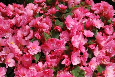 Beekenkamp: Begonia Pink Glory