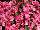 Beekenkamp: Begonia  'Pink' 