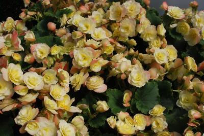 Begonia Glory 'Lemon'