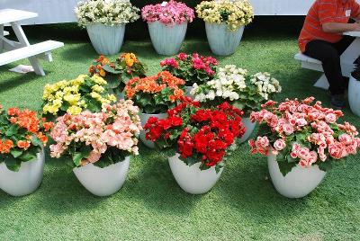 At Beekenkamp Spring Trials 2014: Begonia: Begonia from BEEKENKAMP as seen @ Windmill Nursery, Spring Trials 2014.