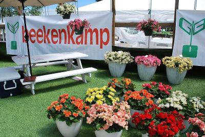 At Beekenkamp Spring Trials 2014: Welcome to BEEKENKAMP @ Windmill Nursery, Spring Trials 2014.