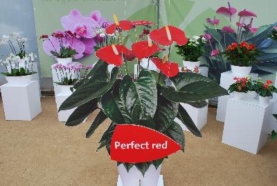 Seen @ Spring Trials 2016.: Welcome to Ameriseed @ GroLink Spring Trials 2016, featuring a great display of gorgeous Anthura® Anthurium.