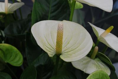 Seen @ Spring Trials 2016.: Welcome to Ameriseed @ GroLink Spring Trials 2016, featuring a great display of gorgeous Anthura® Anthurium.
