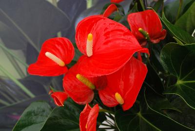 Seen @ Spring Trials 2016.: Welcome to Ameriseed @ GroLink Spring Trials 2016, featuring a great display of gorgeous Anthura® Anthurium.