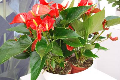 Seen @ Spring Trials 2016.: Welcome to Ameriseed @ GroLink Spring Trials 2016, featuring a great display of gorgeous Anthura® Anthurium.