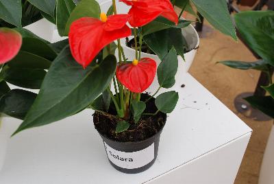 Seen @ Spring Trials 2016.: Welcome to Ameriseed @ GroLink Spring Trials 2016, featuring a great display of gorgeous Anthura® Anthurium.