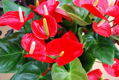 Seen @ Spring Trials 2016.: Welcome to Ameriseed @ GroLink Spring Trials 2016, featuring a great display of gorgeous Anthura® Anthurium.