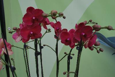   Phalaenopsis  : Welcome to Ameriseed @ GroLink Spring Trials 2016, featuring an “unlimited” number of varieties of Anthura® Phalaenopsis orchids, shipped as half-grown, ready for sale in only 12 weeks.