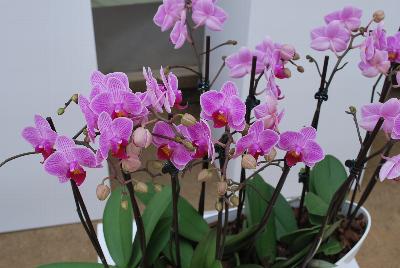   Phalaenopsis  : Welcome to Ameriseed @ GroLink Spring Trials 2016, featuring an “unlimited” number of varieties of Anthura® Phalaenopsis orchids, shipped as half-grown, ready for sale in only 12 weeks.