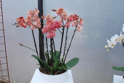   Phalaenopsis  : Welcome to Ameriseed @ GroLink Spring Trials 2016, featuring an “unlimited” number of varieties of Anthura® Phalaenopsis orchids, shipped as half-grown, ready for sale in only 12 weeks.