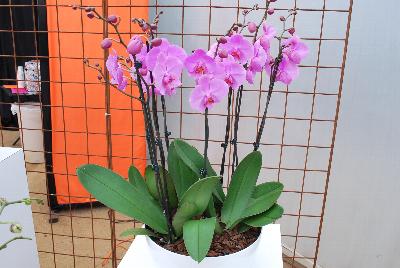   Phalaenopsis  : Welcome to Ameriseed @ GroLink Spring Trials 2016, featuring an “unlimited” number of varieties of Anthura® Phalaenopsis orchids, shipped as half-grown, ready for sale in only 12 weeks.