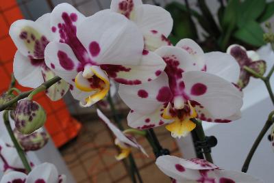   Phalaenopsis  : Welcome to Ameriseed @ GroLink Spring Trials 2016, featuring an “unlimited” number of varieties of Anthura® Phalaenopsis orchids, shipped as half-grown, ready for sale in only 12 weeks.