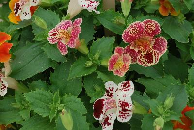 Mimulus Matador Mix ''