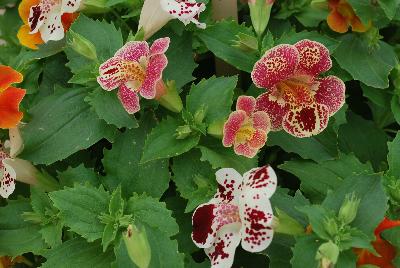 Matador Mix Mimulus hybridus 