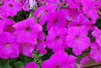 Ameriseed, Inc.: Radiance™ Petunia Purple 