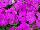 Ameriseed, Inc.: Petunia  'Purple' 