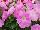 Ameriseed, Inc.: Petunia  'Lilac Shade' 